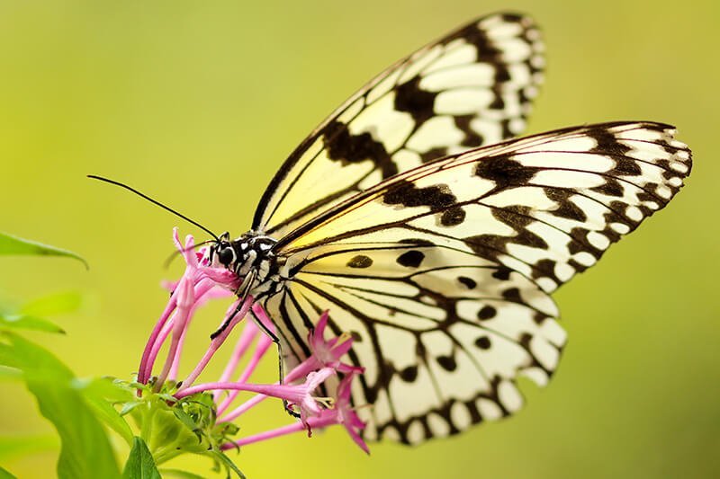 macro photography of a butterfly