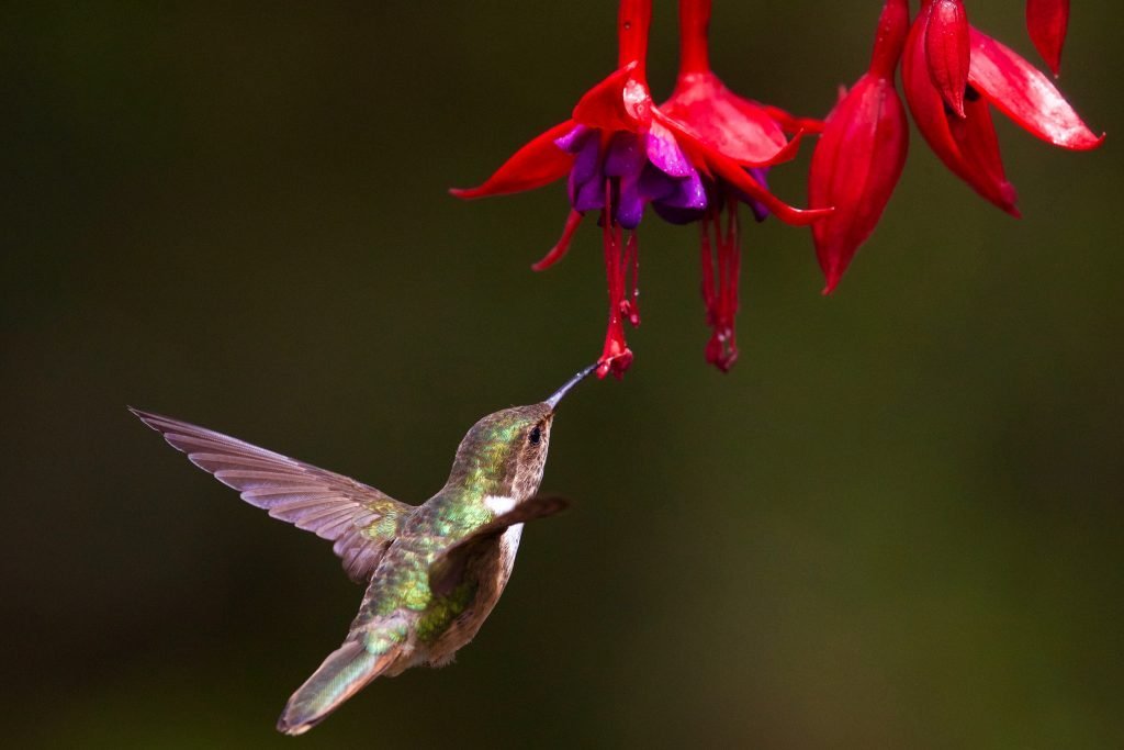 Photographing Animals in the Wild: 15 Tips to Make You into a Pro ...