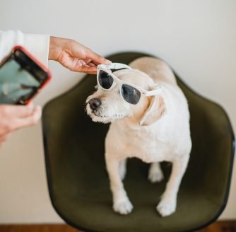 How To Start a Pet Photography Business