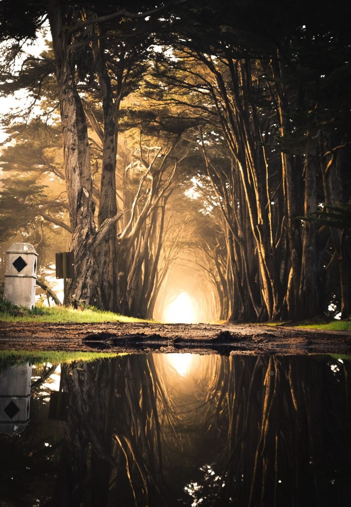 Mystical tree tunnel with a perfect reflection on water surface at sunrise, highlighting the symmetry and allure of landscape reflection photography.