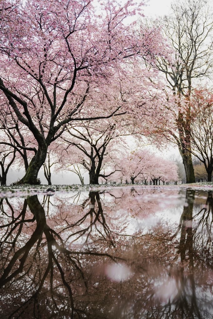 Breathtaking view of cherry blossoms in full bloom with their reflection in a water puddle, creating a stunning natural mirror effect that enhances the beauty of the spring season.